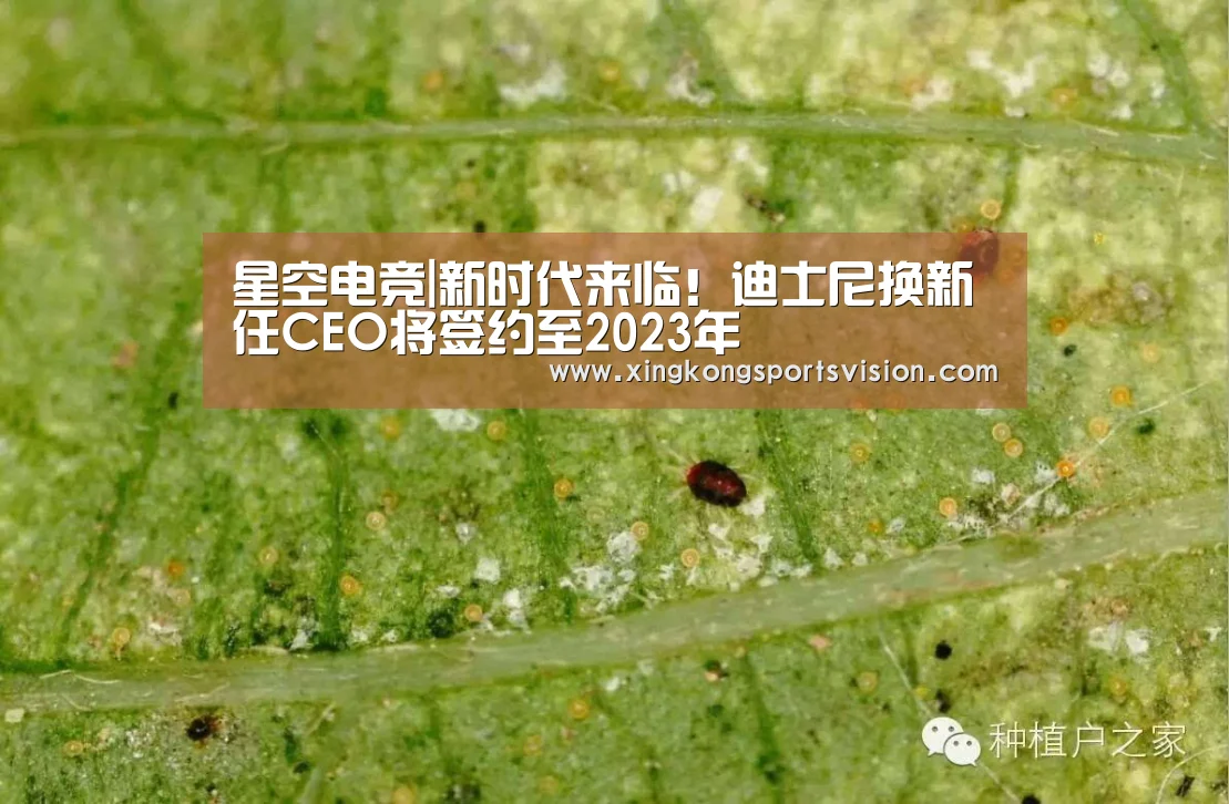 星空电竞|新时代来临!迪士尼换新任CEO将签约至2023年(图2) 星空电竞